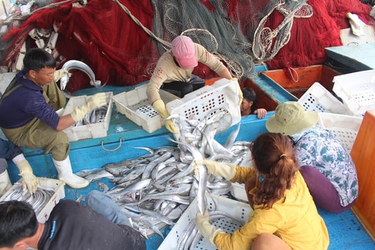 Ngư dân Nghệ An trúng mẻ cá hố 1,7 tỷ đồng