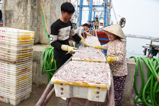 Ngư dân Hoàng Mai trúng đậm cá trỏng sau Tết