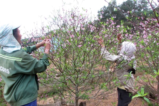Thu hơn 20 tỷ đồng nhờ cây đào dịp Tết, người dân Kim Thành phấn khởi bước vào mùa vụ mới