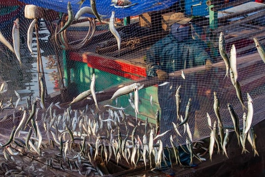 Du khách thích thú xem “gỡ lưới trích” khi tới đền Cờn