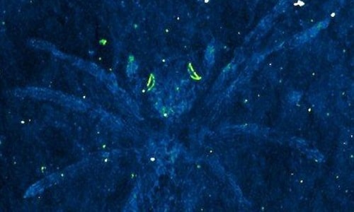 Nhện cổ đại hóa thạch có mắt phát sáng sau 110 triệu năm