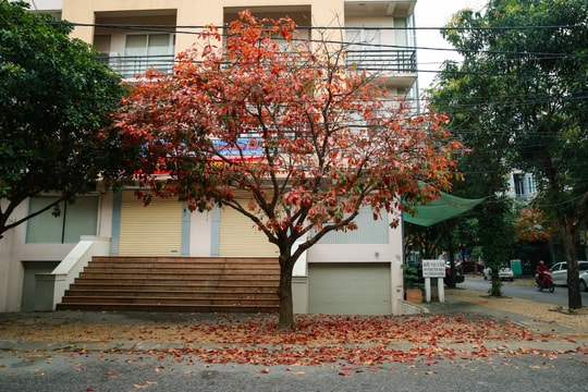 Thành Vinh đẹp xao xuyến mùa thay lá