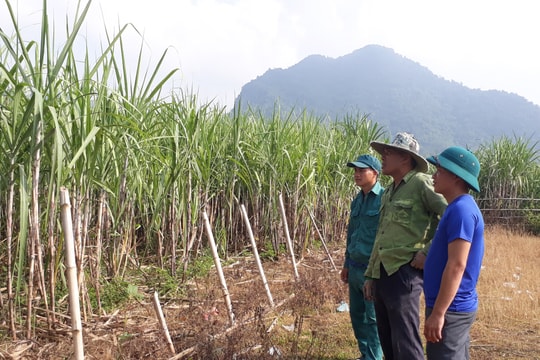 Chuyện người trẻ “đầu tàu” của bản Boong