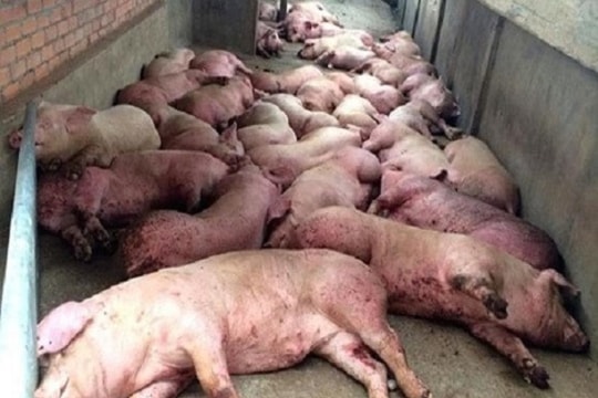 Dịch tả lợn châu Phi xâm nhiễm vào Việt Nam nguy hiểm thế nào?