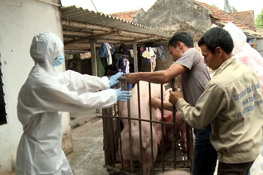 Phát hiện thêm ổ dịch tả lợn châu Phi 