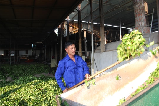 Khi cấp ủy vào cuộc phát triển kinh tế