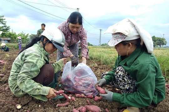 Nguy cơ 600 ha khoai lang Nhật bị bỏ thối