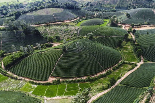 Hợp tác sản xuất trà Tencha theo công nghệ Nhật Bản tại Anh Sơn