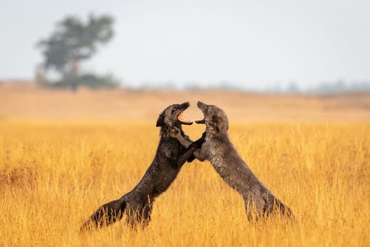 Ảnh thiên nhiên đẹp nhất tháng 2