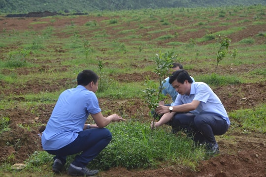 Con Cuông: Trồng mới 60 ha cam Xã Đoài theo công nghệ Nhật Bản 