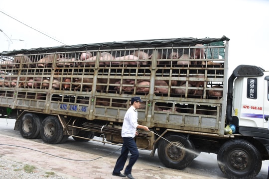 Nghệ An cấp bách phòng bệnh dịch tả lợn châu Phi 