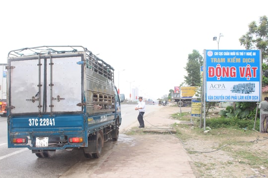 Nghệ An lập chốt kiểm dịch kiểm soát dịch tả lợn châu Phi