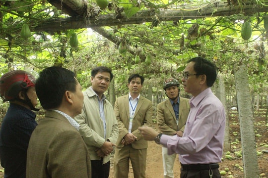 Lãnh đạo thị xã Hoàng Mai kiểm tra tình hình tiêu thụ su su 