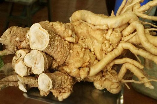 Sự thật không thể ngờ về “thần dược” được người Việt coi là bổ hơn nhân sâm