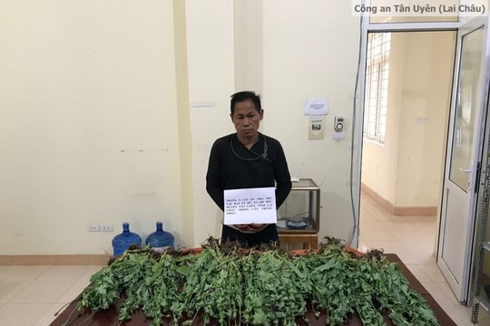 Bắt quả tang 2 chị em ruột đang thu hoạch hơn 2.300 cây thuốc phiện