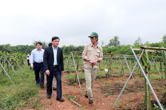 Chủ tịch UBND tỉnh thăm mô hình nông nghiệp thu nhập cao ở Đô Lương