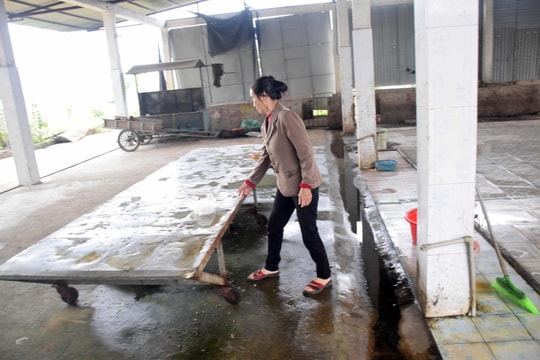 Mất vệ sinh ở các lò giết mổ lợn