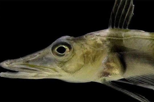 Loài cá kỳ lạ ở Nam Cực khiến các nhà khoa học hoang mang