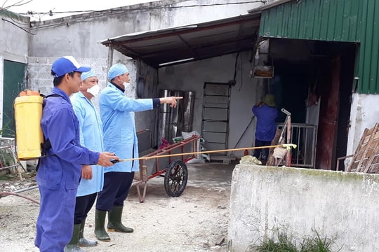 Nghệ An: Các địa phương chủ động hóa chất khử trùng, phòng dịch tả lợn châu Phi