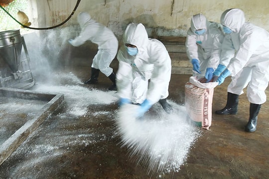 [Infographic] Khử trùng, tiêu độc phòng chống dịch tả lợn châu Phi