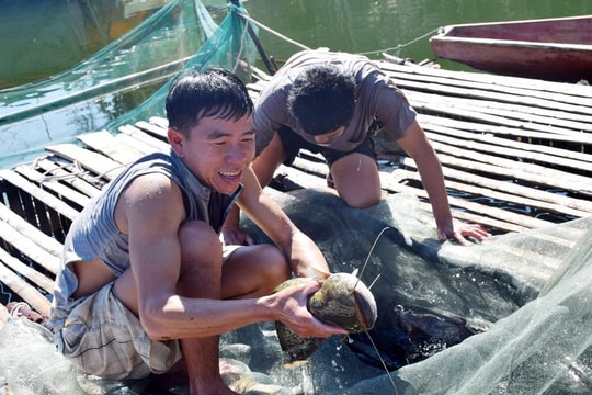 Nghệ An: Nhiều mô hình khuyến ngư thu lãi hàng trăm triệu đồng