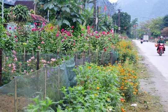 Con Cuông: Quyến rũ những con đường hoa đón mùa du lịch 