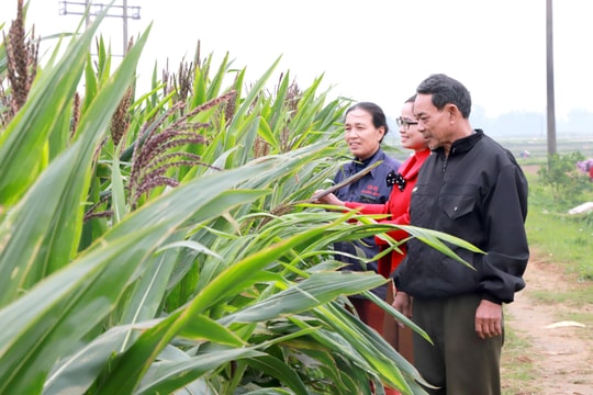 Nghệ An: Quy định nguyên tắc kiêm nhiệm chức danh không chuyên trách khối, xóm