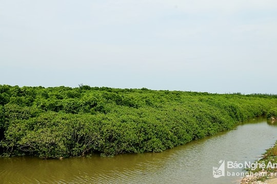 Đề xuất 3 mô hình bảo vệ môi trường vùng bờ ở Nghệ An
