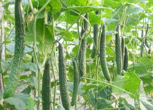 Dưa chuột Nhật xuất khẩu ở Diễn Châu (Nghệ An) đạt 2,5 tấn/sào