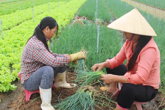 Nghệ An: Hành hoa, cà chua đầu vụ giá tăng gấp 3 lần