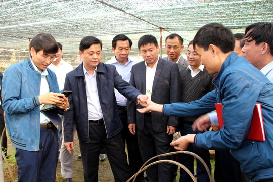 Chủ tịch UBND tỉnh: Đưa cây dược liệu ở Mường Lống thành thế mạnh phát triển 