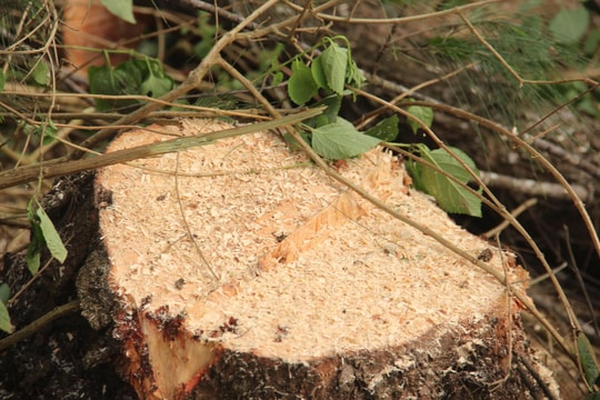 Quỳnh Lưu: Người dân đốn hạ rừng phi lao phòng hộ ven biển để làm củi