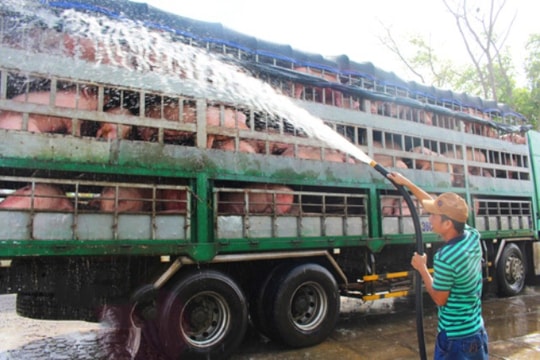 Nghệ An tập trung khoanh vùng, chống dịch tả lợn Châu Phi
