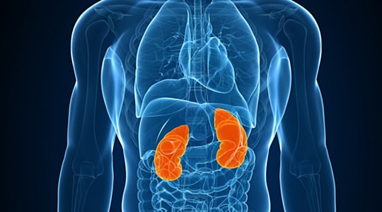 7 bộ phận cơ thể nếu thiếu con người vẫn sống