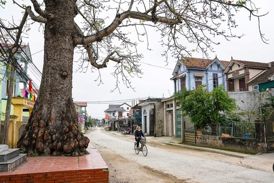 Cây gạo 150 năm tuổi được công nhận cây di sản ở Quỳnh Lưu