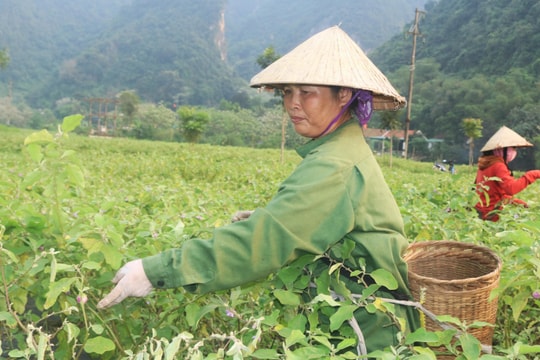 Cà pháo rớt giá kỷ lục, nông dân Nghệ An lo lắng thất thu