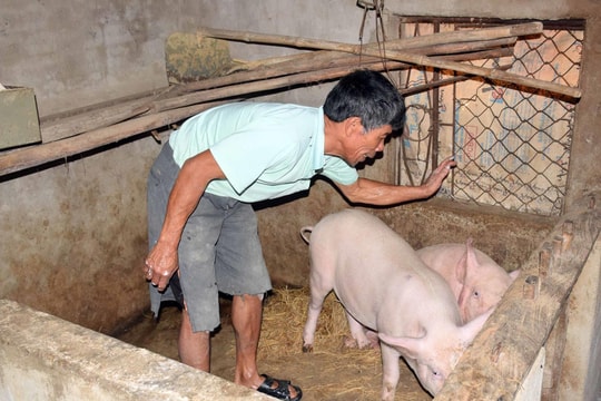 Yên Thành yêu cầu người dân không bán chạy lợn bệnh 
