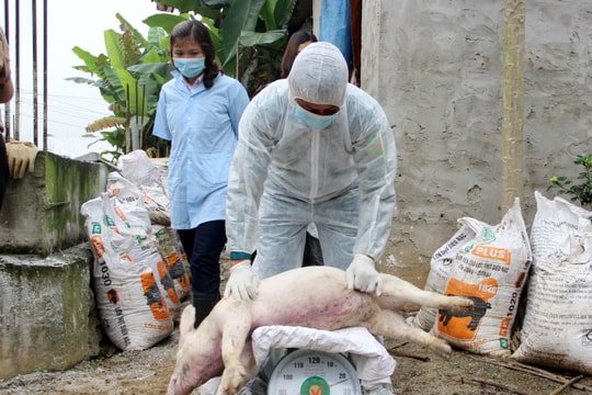 Lợn ốm chết tại Diễn Châu và Yên Thành âm tính với dịch tả lợn châu Phi