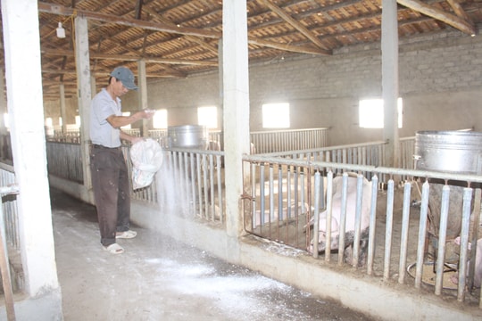 Quỳnh Lưu nhắc nhở một số xã còn lơ là trong chống dịch tả lợn châu Phi