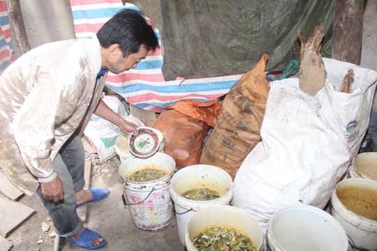 Nguy cơ lây lan dịch tả lợn châu Phi từ sử dụng "nước rác"