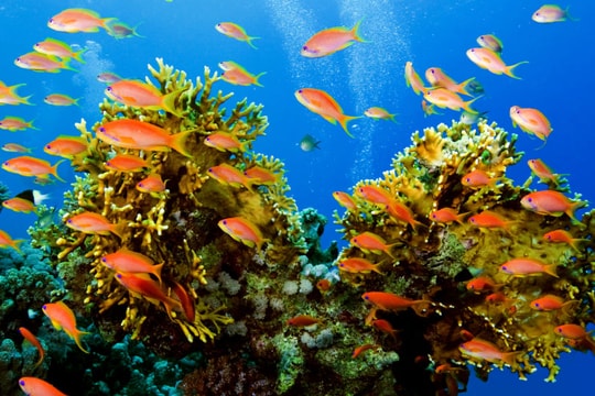 Nga chế tạo robot “thợ lặn” hoạt động dưới nước