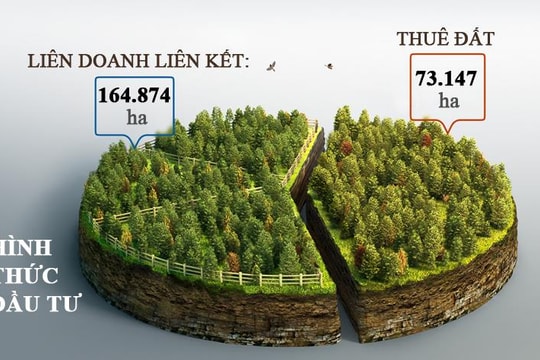 [Infographic] Hạn chế trong phát triển rừng nguyên liệu Nghệ An