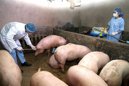 Bị phạt 10 triệu đồng vì bịa đặt thông tin đào 800 con lợn bệnh lên bán