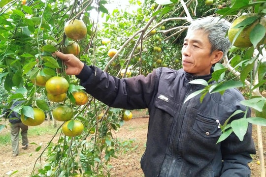 Khảo sát để bảo tồn cây đầu dòng giống cam quý Bù Sen ở Nghệ An 