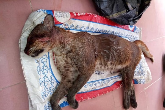 Bắt đối tượng vận chuyển cá thể nghi là beo lửa