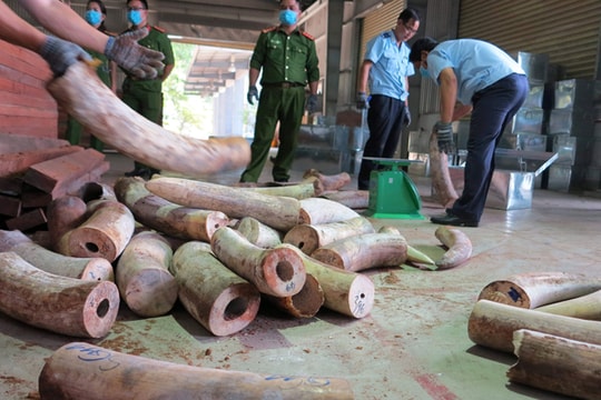 Thu giữ 9,1 tấn ngà voi ngụy trang trong lô hàng gỗ xẻ