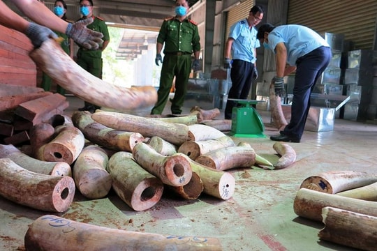Phó Thủ tướng Trương Hòa Bình chỉ đạo điều tra vụ vận chuyển trái phép 9,1 tấn ngà voi 