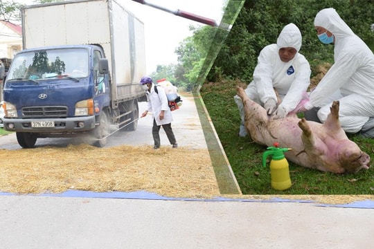 [Inforgraphic] Diễn biến tại 4 ổ dịch tả lợn châu Phi ở Nghệ An