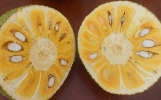 Mít Thái siêu sớm  cho hiệu quả cao  ở Con Cuông