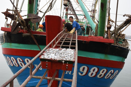 Ngư dân Hoàng Mai trúng đậm cá đốm